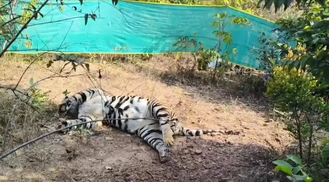 सूरजपुर : घुई रेंज में बाघ की मौत,  दांत और नाखून गायब