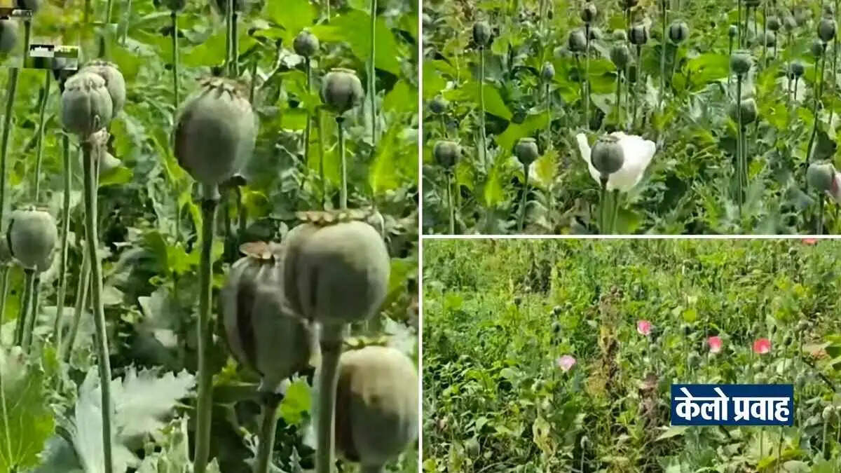 रायगढ़ : डेढ़ एकड़ में अफीम की खेती का भंडाफोड़, एक आरोपित हिरासत में
