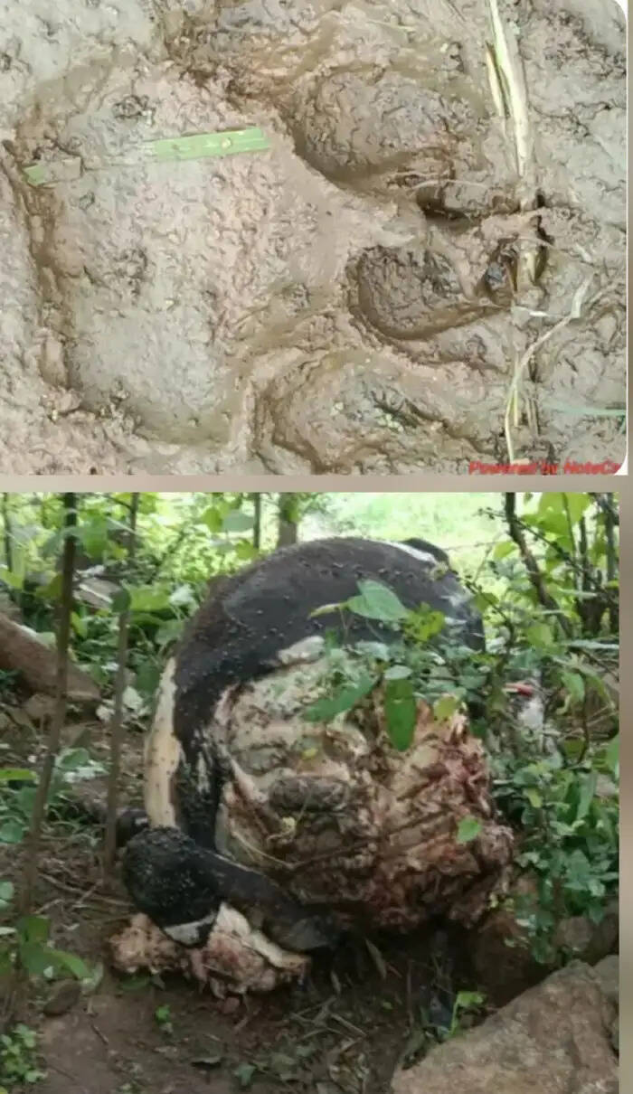 हिंसक वन्य प्राणी ने एक गाय का किया शिकार
