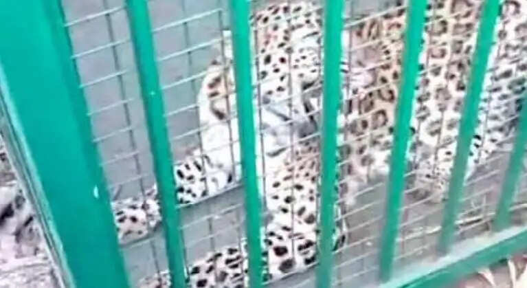 मुरादाबाद जनपद के ठाकुरद्वारा के शेरपुर पट्टी में तेंदुआ पिंजरे में कैद