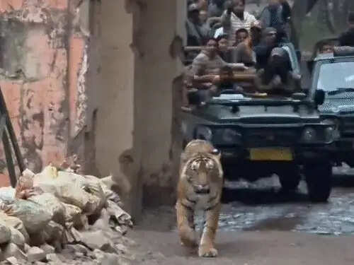 रणथंभौर में फिर दिखा टाइगर ‘मलंग’, मंदिर मार्ग पर 12 मिनट तक चहल-कदमी