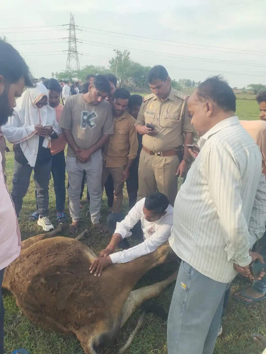 आगरा : निजी गौशाला के गौवंशों को चराने के दौरान उनकी हालत बिगड़ी, 17 ने दम तोड़ा