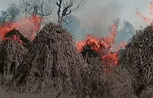 नारनाैल में 50 एकड़ की कड़बी जलकर राख, किसानों को भारी नुकसान