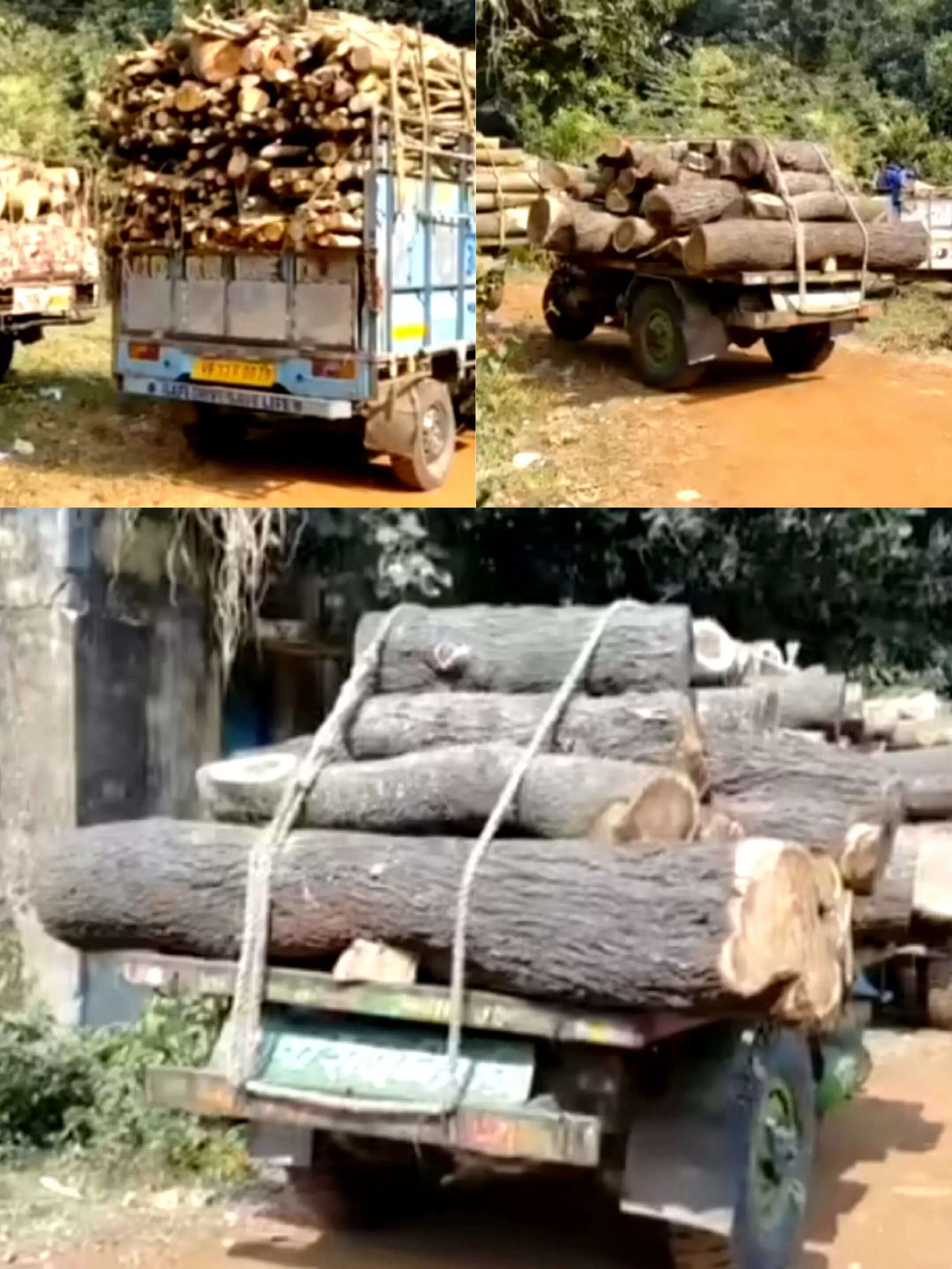 मेदिनीपुर देर रात में पेड़ काटकर तस्करी का प्रयास विफल, वन विभाग ने चार वाहन किए जब्त