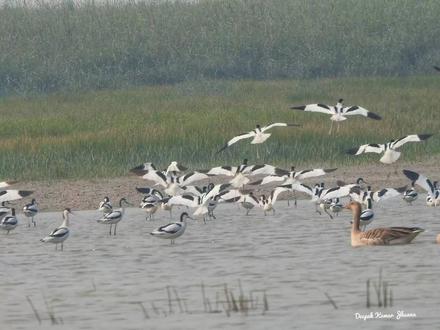 रामसर साईट बनने की पूरी क्षमता और अर्हता रखता है वेटलैंड: डीएफओ