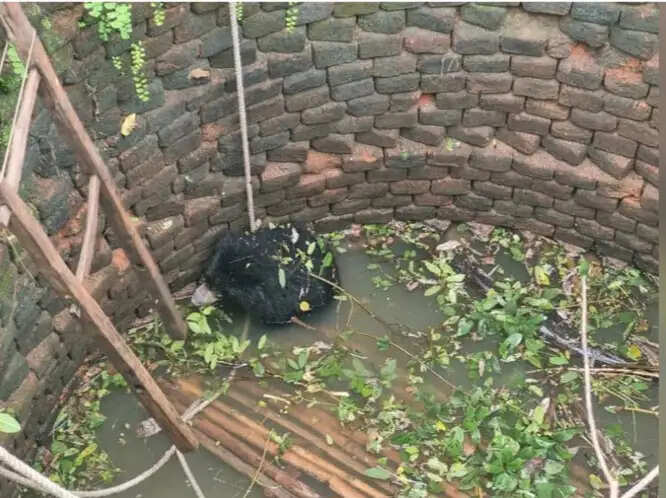 कुएं में गिरा भालू का शावक, वन विभाग ने रेस्क्यू कर सुरक्षित जंगल में छोड़ा