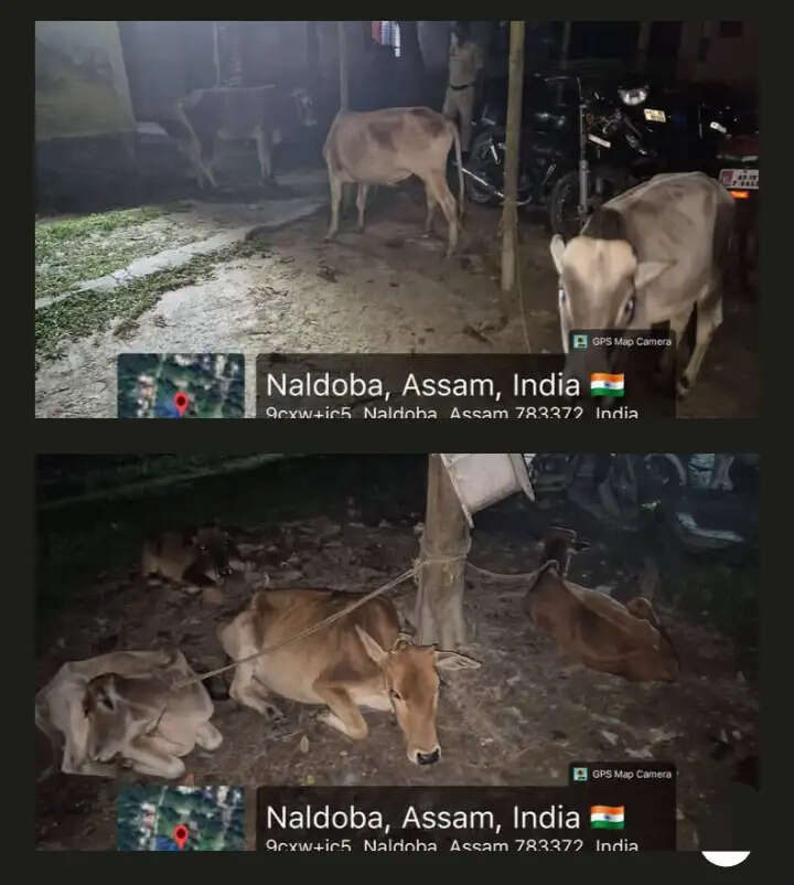 जोगीघोपा में तस्करी की कोशिश नाकाम, 15 मवेशी बरामद