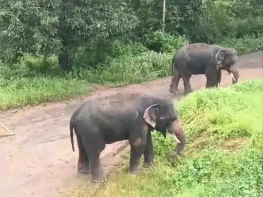 अनूपपुर: मप्र-छग सीमा पर हाथियों का आतंक, 20 से ज्यादा घरों को नुकसान