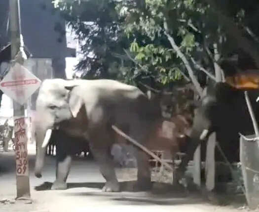 कनखल में आबादी में घुसे जंगली हाथी, देर रात मची अफरा-तफरी