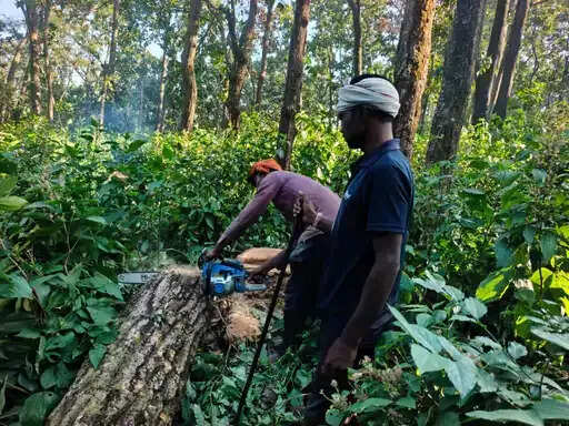 अमरकंटक के जंगलों में साल बोरर का प्रकोप, 60 हजार पेड़ संक्रमित; 9,535 पेड़ों की कटाई को मंजूरी