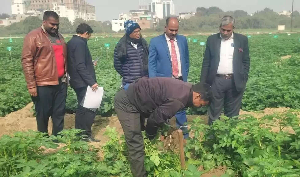 केंद्रीय आलू अनुसंधान संस्थान शिमला की टीम ने सीएसए में आलू के परीक्षणों काे सराहा