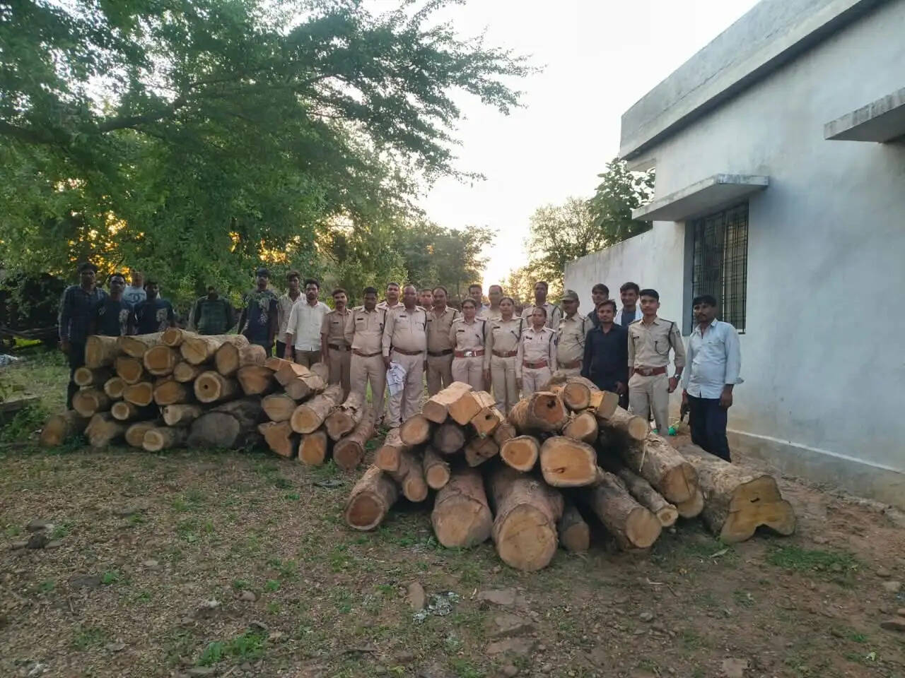 सागरः वीरांगना दुर्गावती टाइगर रिजर्व में बड़ी कार्रवाई: 52 नग अवैध सागौन की लकड़ी जब्त