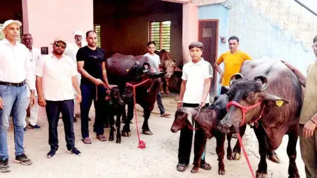 फरीदाबाद : हर्ष नागर की मुर्रा भैंसें दूध देने में अव्वल, जीता 40 हजार का इनाम