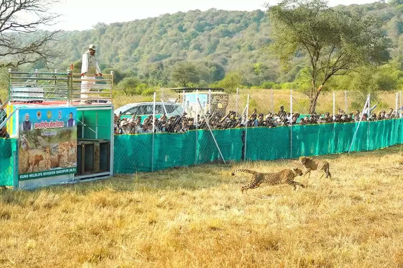 (अपडेट) मप्र की समृद्ध वन संपदा में चीता मुकुटमणि और कोहिनूर के समान : माेहन यादव