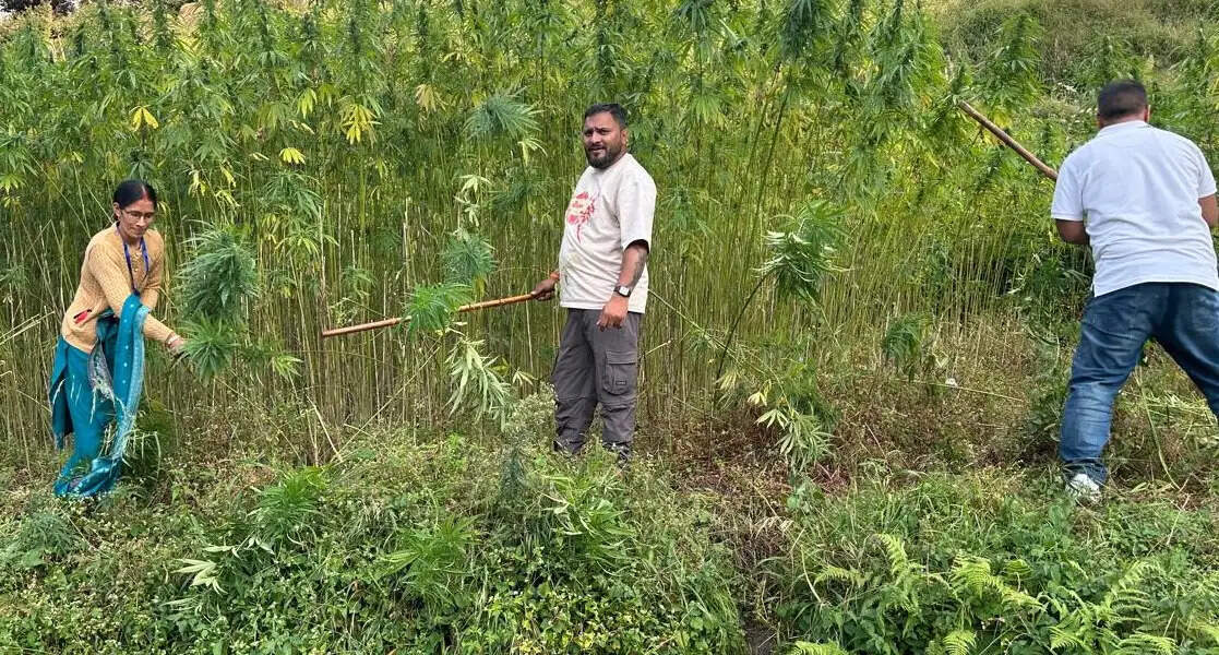 70 नाली में लहलहा रही थी नशे की फसल, पुलिस ने जड़ से उखाड़ी