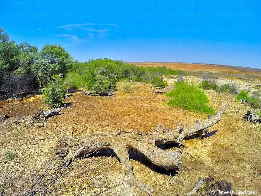 कच्छ के गुनेरी गांव का 32 हेक्टेयर से&nbsp;अधिक क्षेत्र गुजरात की प्रथम ‘बायोडाइवर्सिटी हेरिटेज साइट’ घोषित&nbsp;