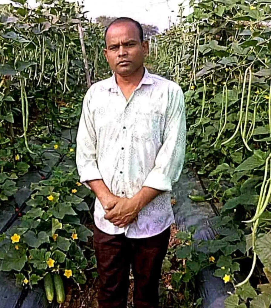 बाम्हनपाली के किसान राजकुमार ने बरबटी और खीरा की खेती से कमाया 2.70 लाख रुपये का शुद्ध लाभ