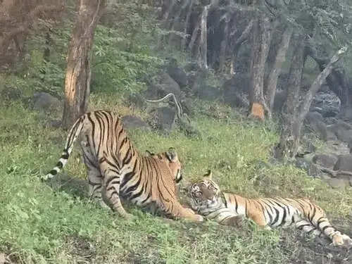 रणथंभौर में बाघिन शक्ति का दिखा ममत्व, शावक को दुलारते देख रोमांचित हुए पर्यटक