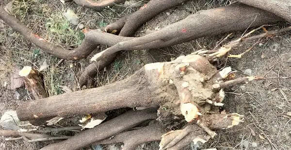 कटनी पुलिस ने चंदन तस्करी गिरोह का भंडाफोड़, छह आरोपित गिरफ्तार
