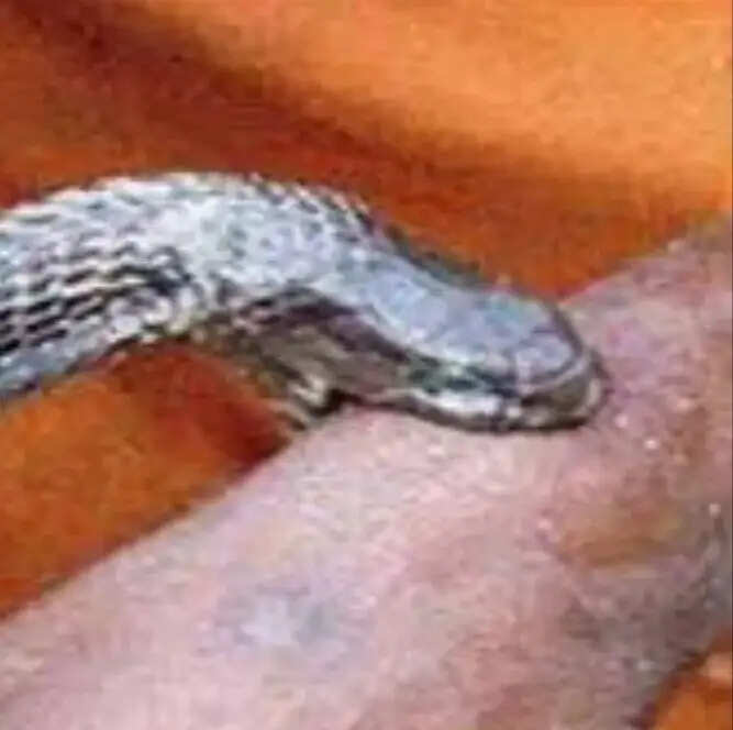 सब्जी काटने गई महिला को सांप ने डसा, इलाज के दौरान मौत