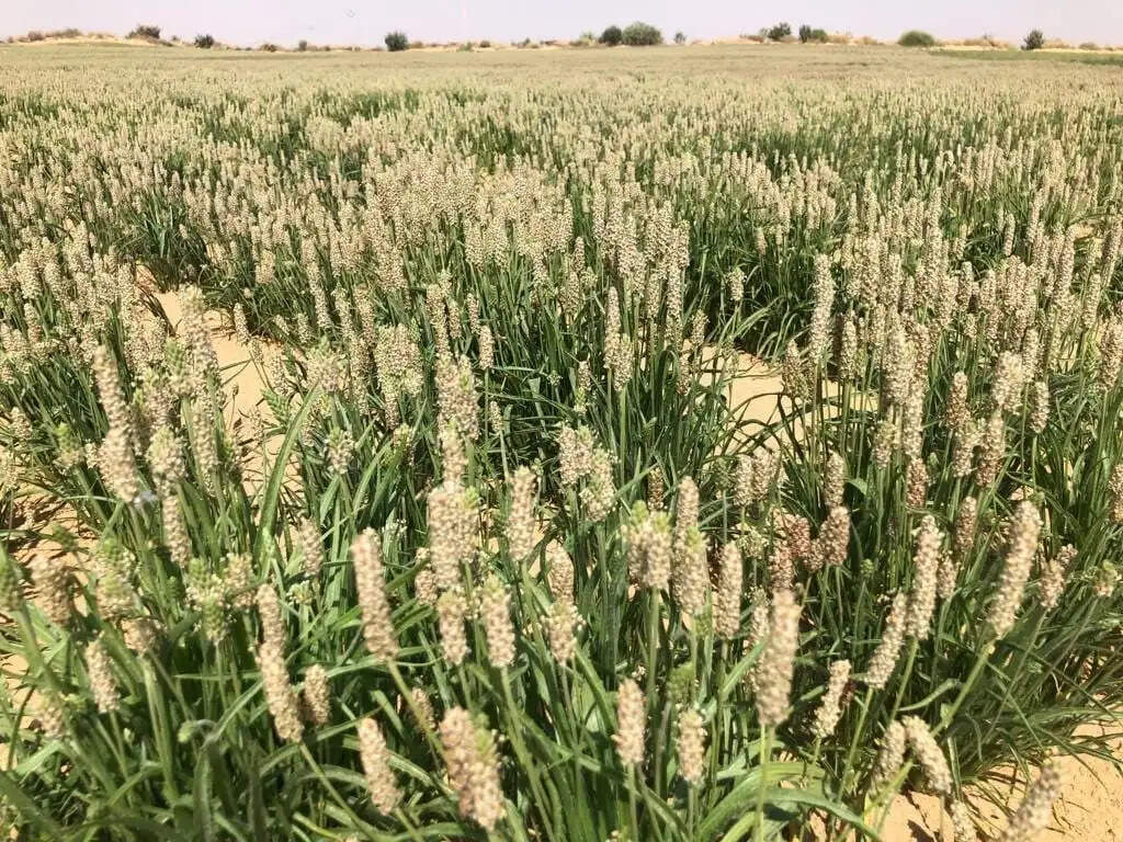 किसानों को मिलेगा गुजरात की उन्नत किस्म गुजरात ईसबगोल-2 का बीज