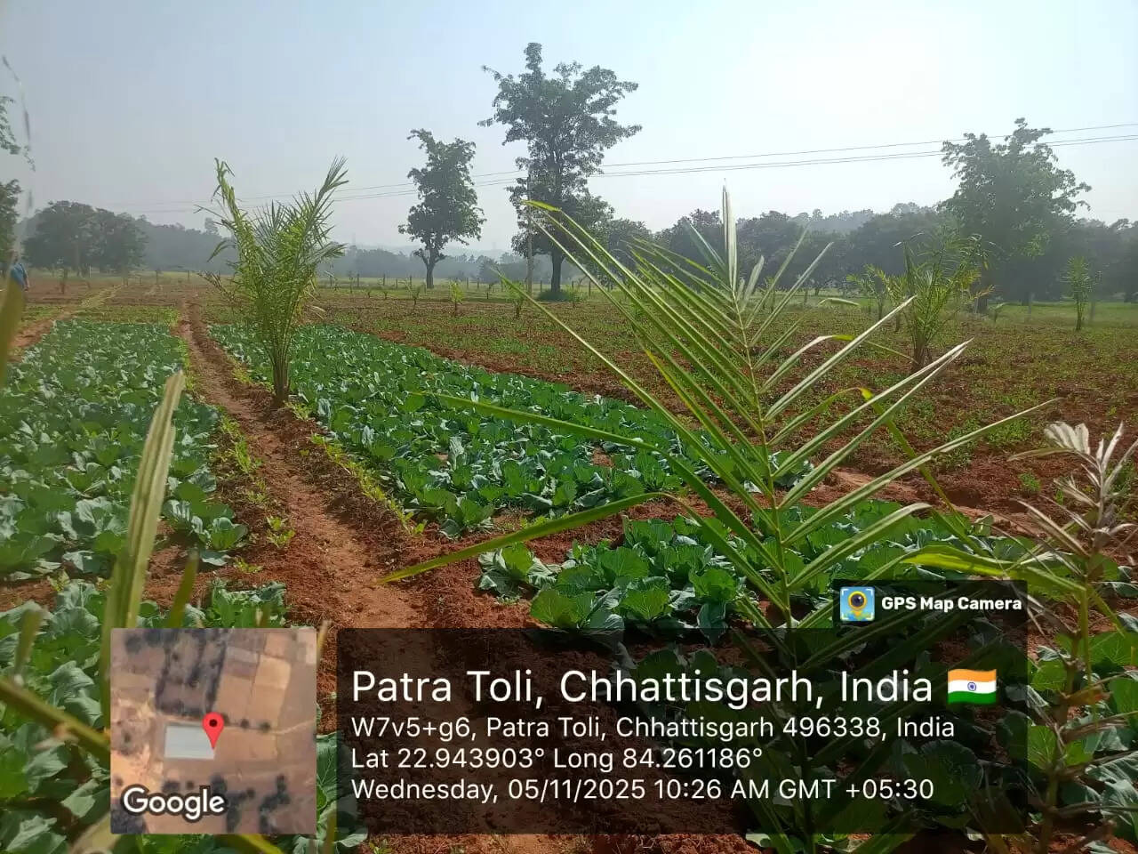 जशपुर: 74 हेक्टेयर ऑयल पाम रोपण पर राज्य का अतिरिक्त अनुदान, किसानों को मिलेगा लंबी अवधि का लाभ