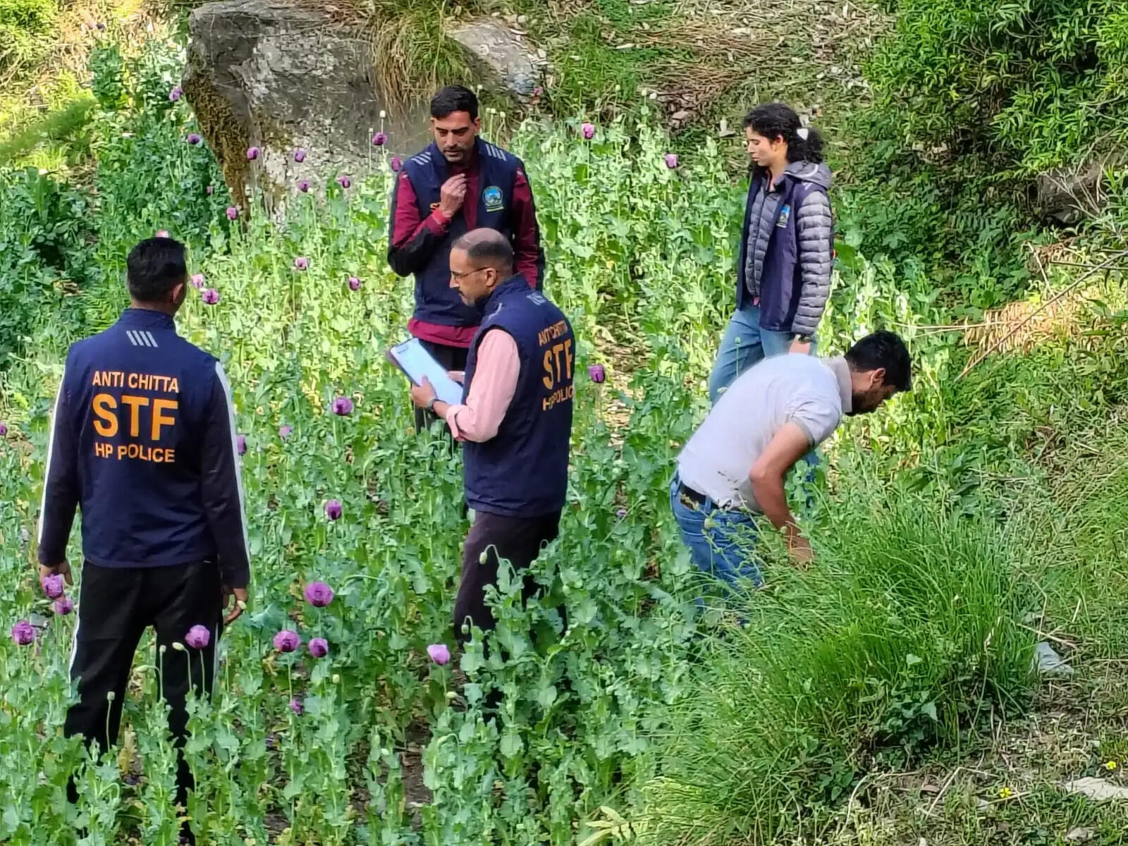 मंडी में अवैध अफीम की खेती पर बड़ी कार्रवाई, एक लाख से अधिक पौधे नष्ट
