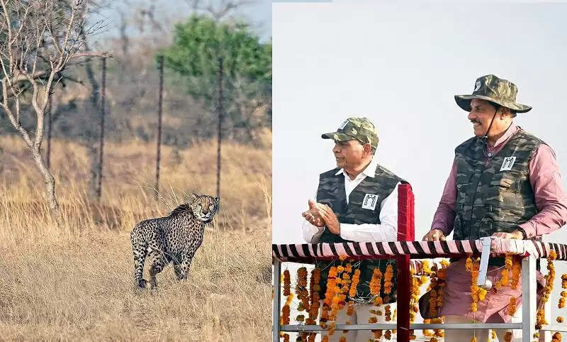 गांधी सागर अभयारण्य बना चीतों का नया घर, मुख्यमंत्री ने खुले बाड़े में छोड़े दो चीते