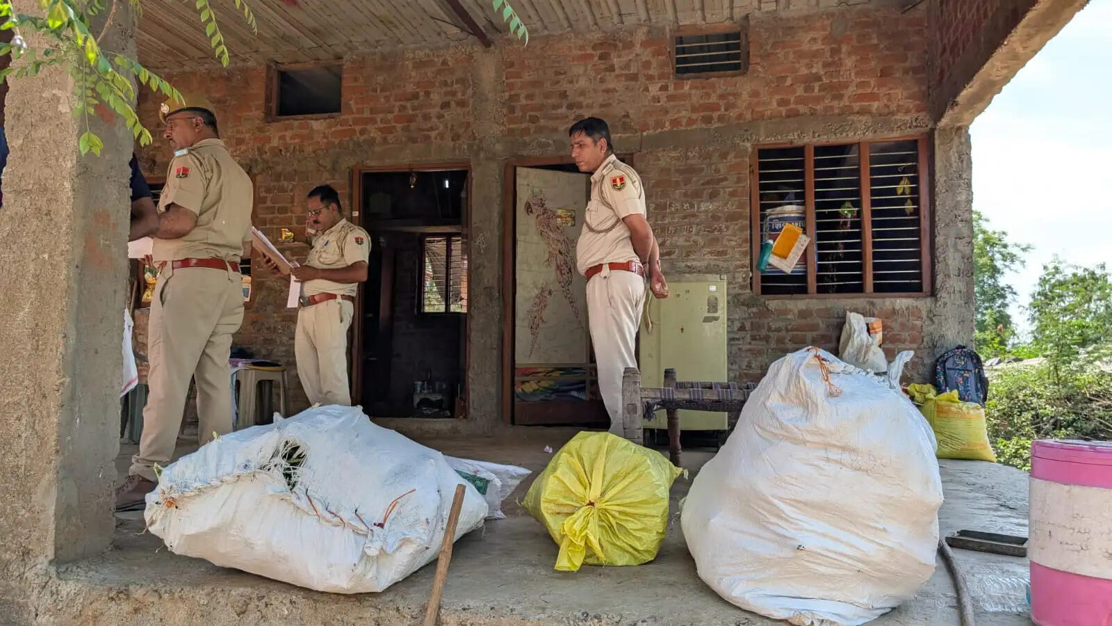 मक्के की फसल की आड़ में उगाए 35 किलो हरे गांजे के पौधे जब्त, आरोपी फरार