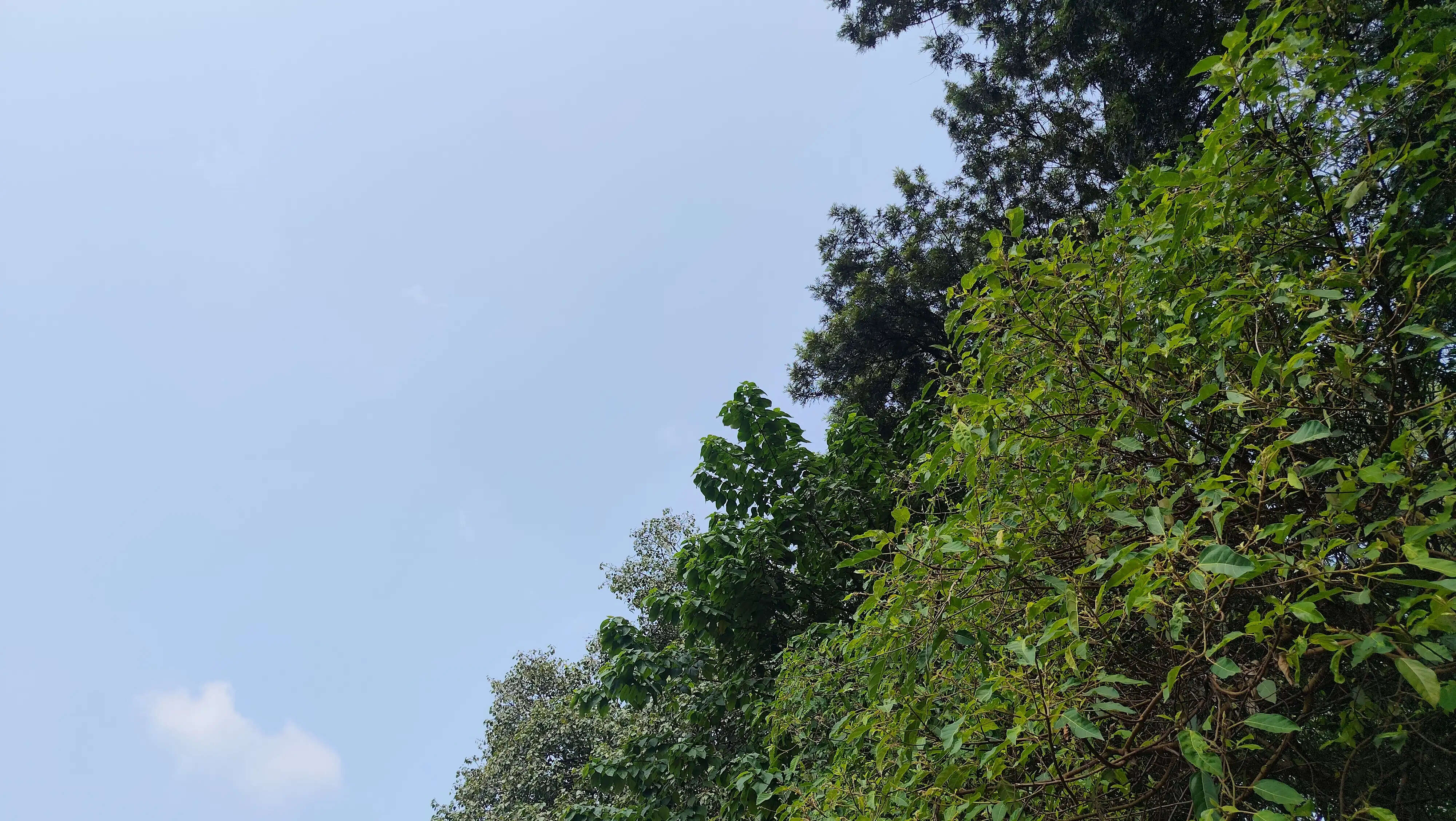 उत्तराखंड के पर्वतीय क्षेत्रों में बारिश-बर्फबारी के आसार, मैदानी जिलों में मौसम शुष्क