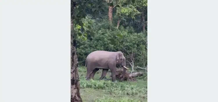 नेपाल के चितवन राष्ट्रीय उद्यान के सौराहा में दिखा सफेद हाथी