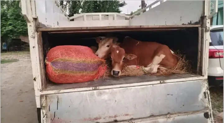 असम के रूपहीहाट में पिकअप वैन के गुप्त तहखाने से 12 मवेशी बरामद