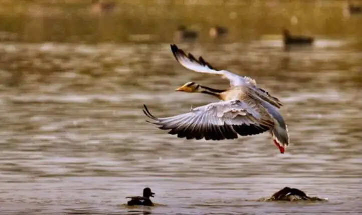 अलीगढ़ का शेखा पक्षी विहार प्रदेश के 12वें रामसर स्थल के रूप में अधिसूचित