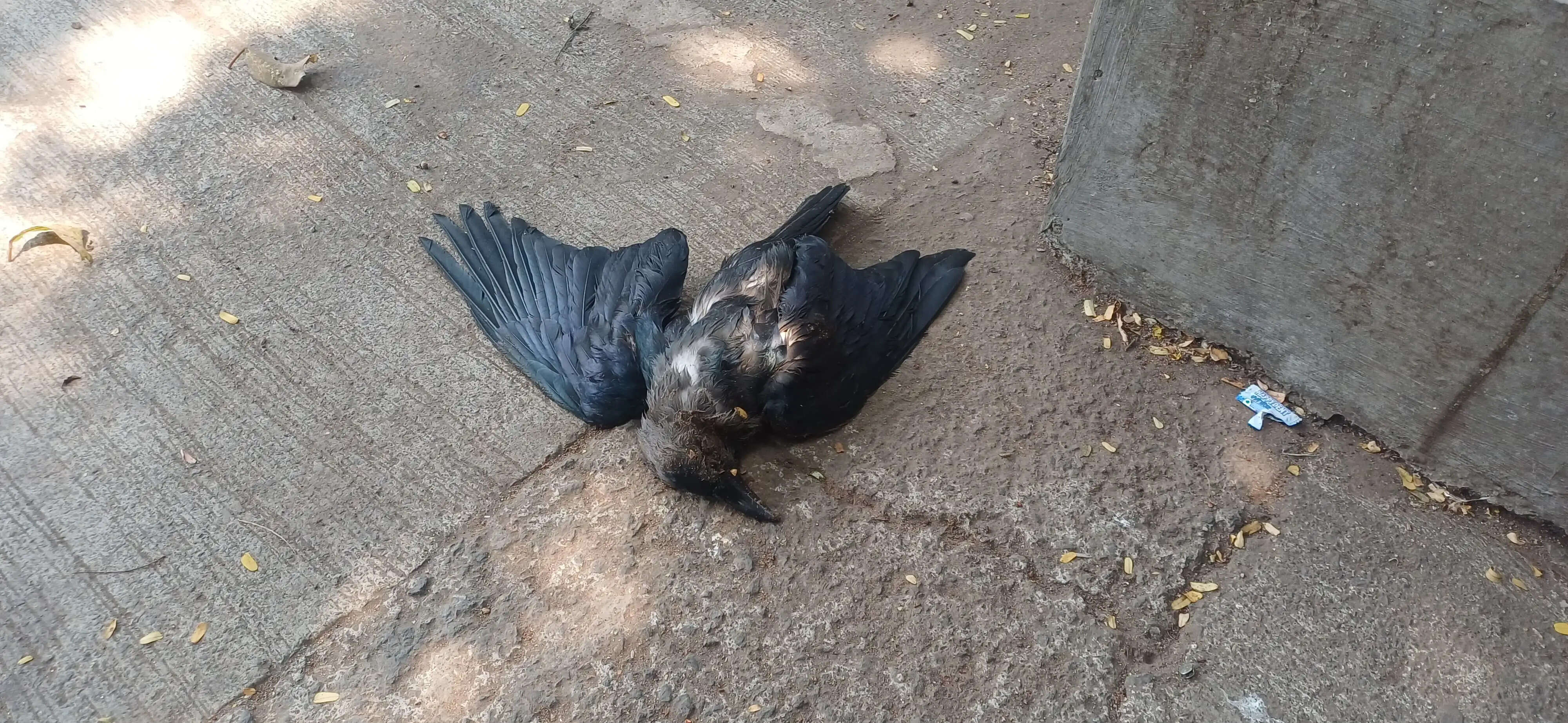 सीमेंट- कंक्रीट की गर्मी व लू से ठाणे पूर्व में कौए मृत मिले- डॉ प्रशांत