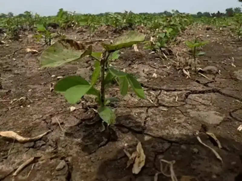 मध्य प्रदेश के 48 जिलों में बारिश का संकट, किसानों की बढ़ी चिंता, अब तक औसत से कम गिरा पानी
