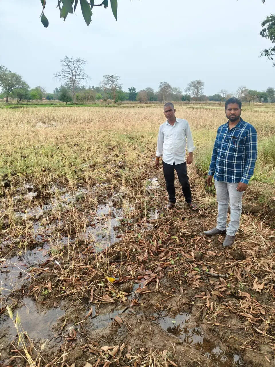 ओलावृष्टि व असामयिक बारिश से फसलें प्रभावित, 72 घंटे में सूचना देकर पाएं बीमा लाभ