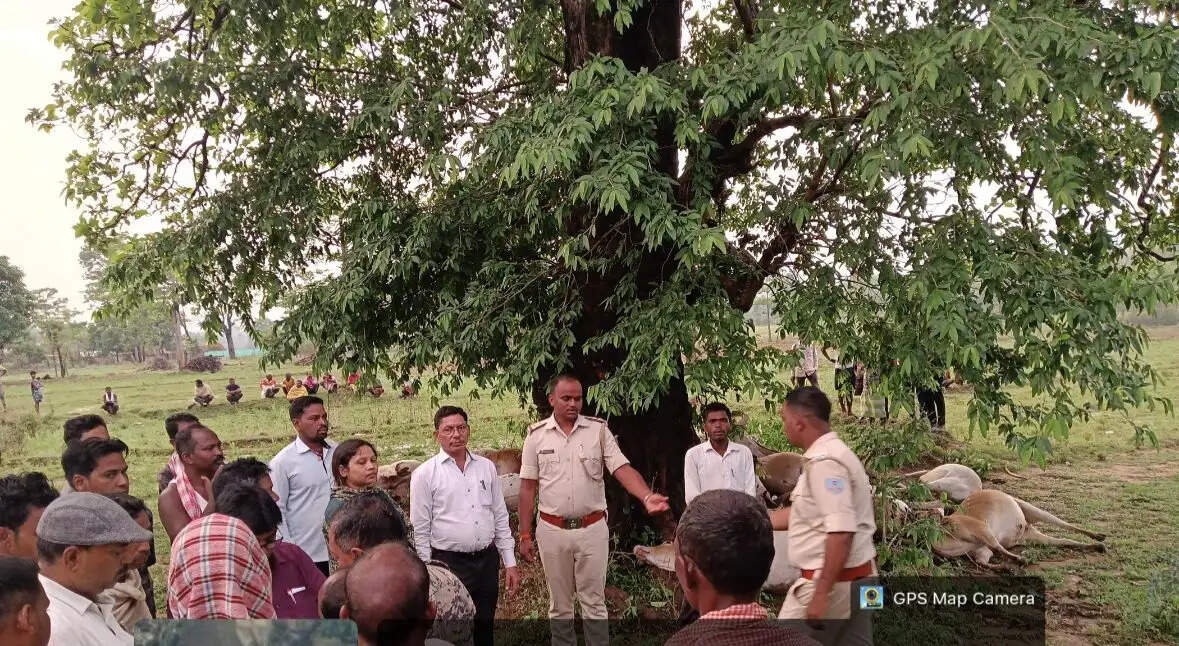 आकाशीय बिजली गिरने से 26 पशुओं की मौत, डीसी ने नेमरा में भेजी टीम