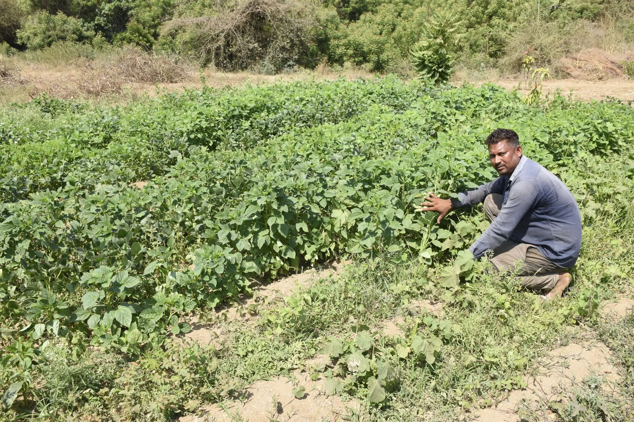 बलरामपुर : फसल विविधीकरण अपनाने वाले किसानों को मिलेगा 15 हजार रुपये प्रति एकड़ प्रोत्साहन