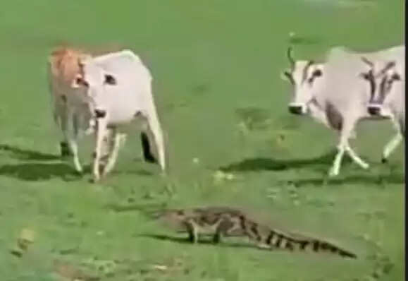 गाय पर मगरमच्छ का हमला, ग्रामीणों ने ऐसे बचाई जान, गांव में फैली दहशत