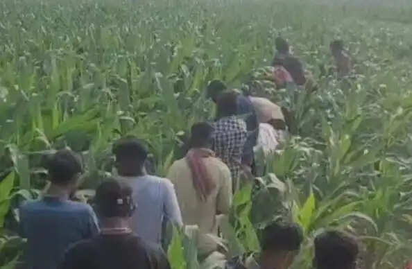 मक्का के खेत से खून से लथपथ शव बरामद, हत्या की आशंका