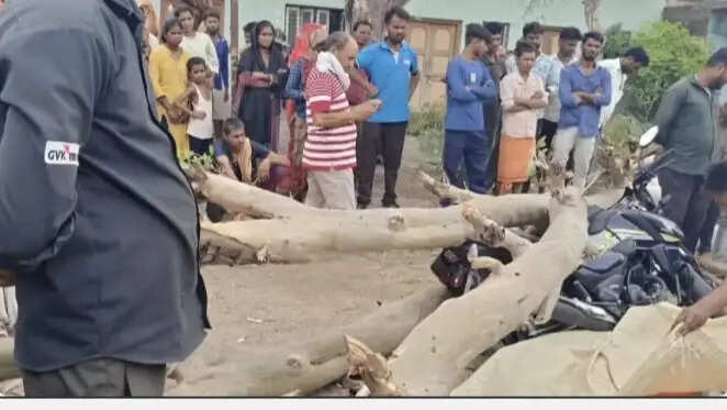 मैहर में दर्दनाक हादसा: बाइक सवारों पर गिरा पेड़, युवती की मौत, तीन घायल