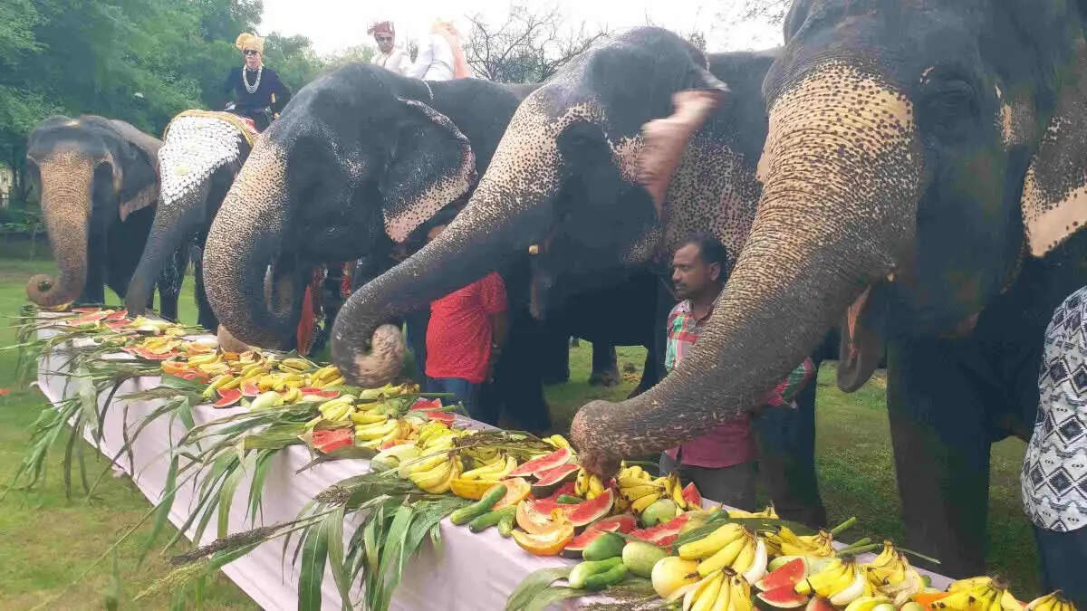 विश्व हाथी दिवस पर हाथियों ने काटा केक: फ्रूट पार्टी में सजी हाथी गांव की महफिल