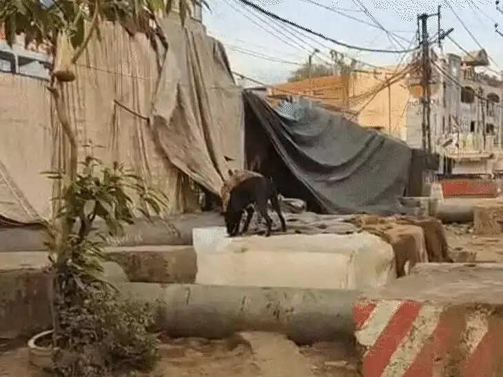 भाेपाल:&nbsp;कुत्तों के बर्फ चाटने का वीडियो वायरल, निगम की कार्रवाई, सिल्लियां नष्ट कराईं, जुर्माना&nbsp;लगाया