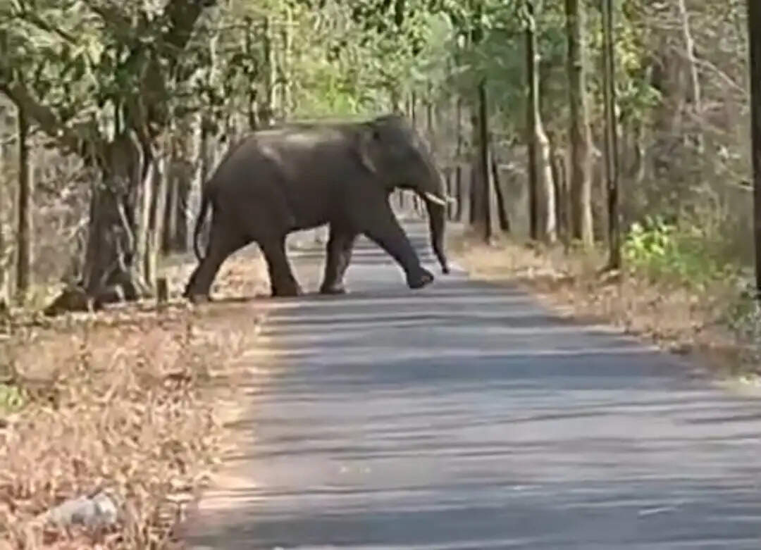 नगरी के जंगलों में हाथी और गौर की दस्तक, लोगों में बढ़ा रोमांच