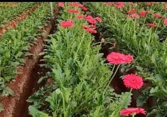 सब्सिडी से नीरज की बदली तकदीर, जरबेरा की खेती से लाखों की कमाई