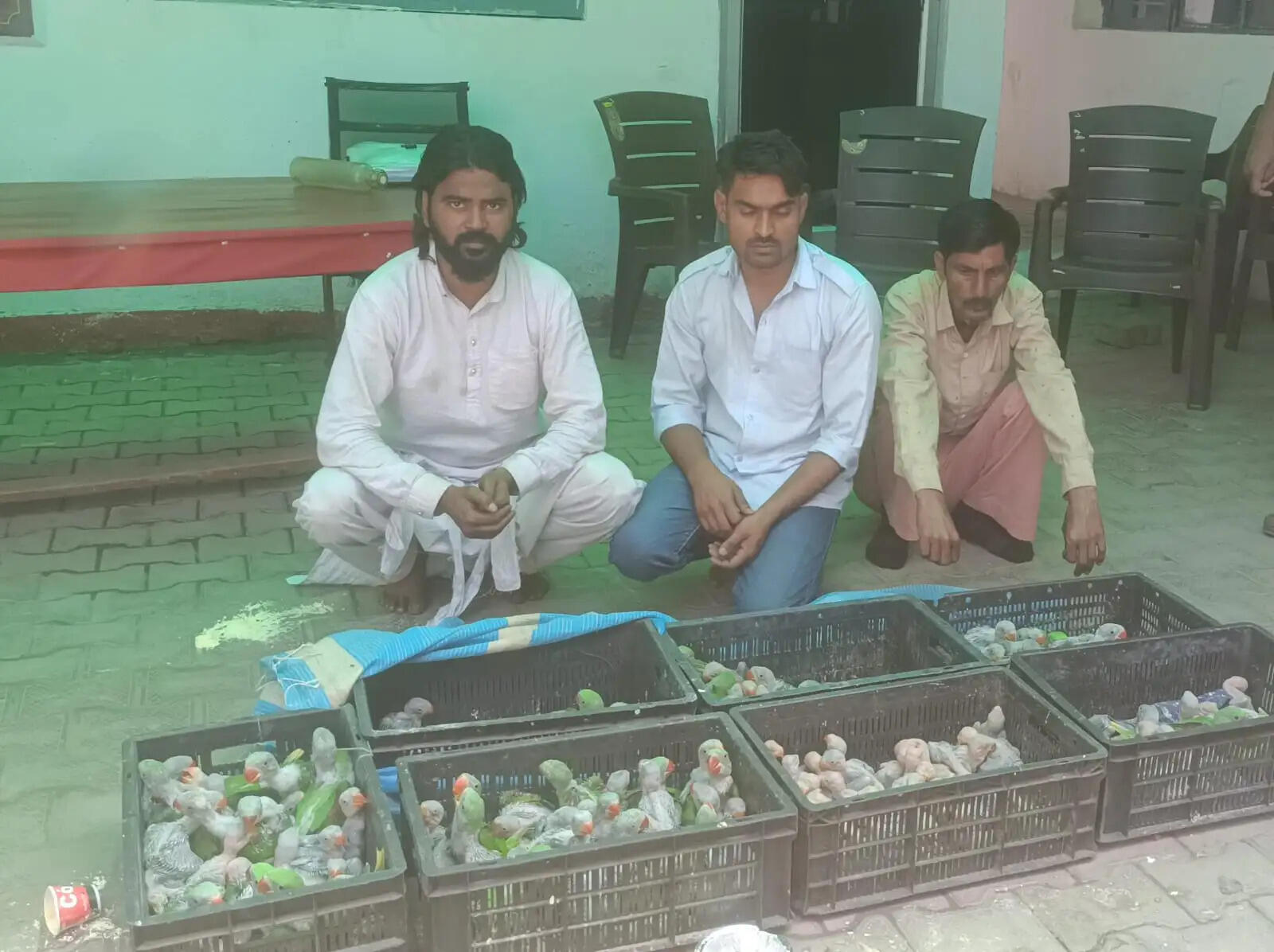 बागपत में तीन तस्कर गिरफ्तार, 170 दुर्लभ प्रजाति के तोते बरामद
