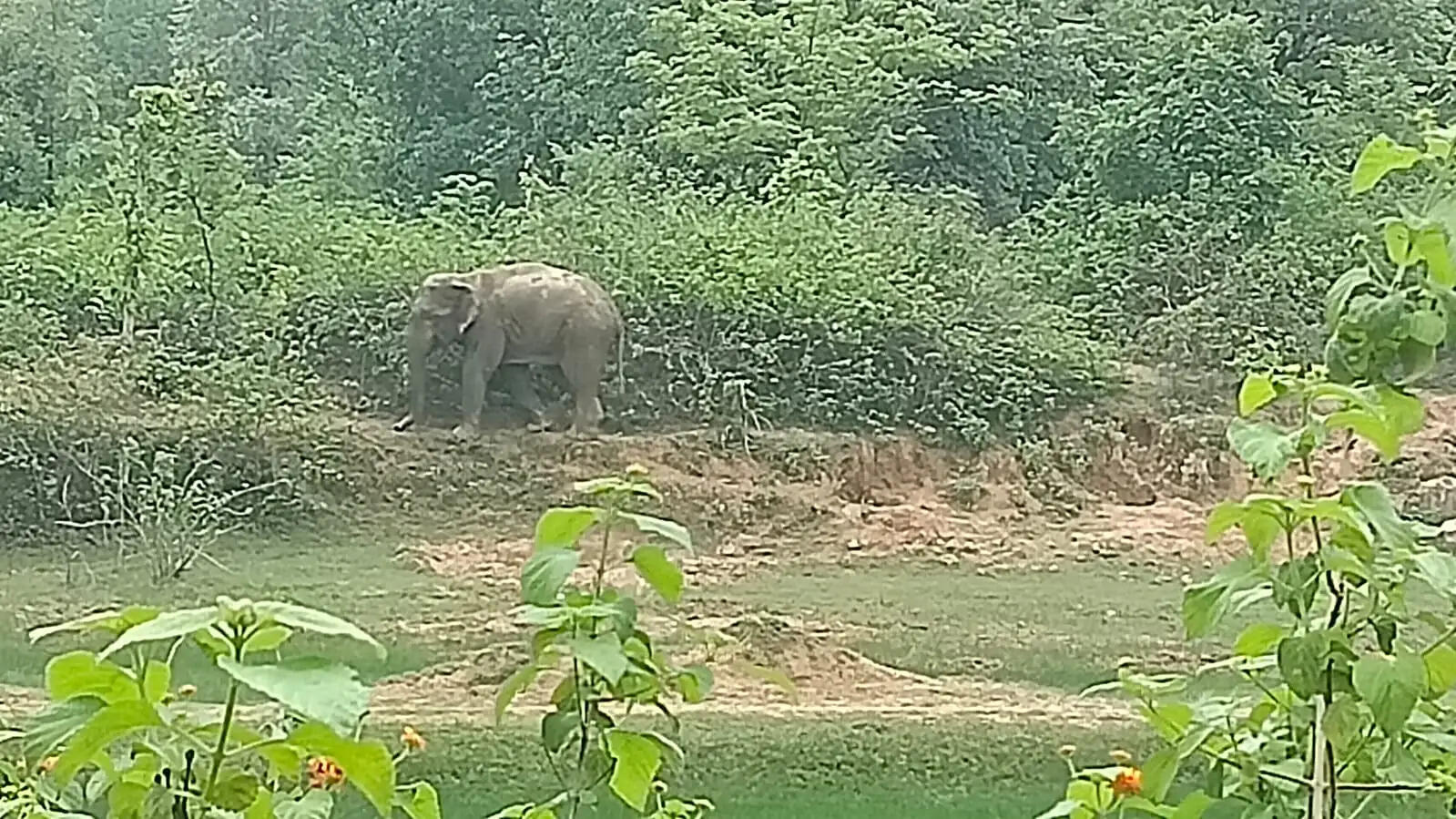 अनूपपुर: हाथियों ने तोड़े 6 घर, 8 दिन से एक ही जंगल में कर रहें विचरण, रात में कुछ देर रुका यातायात