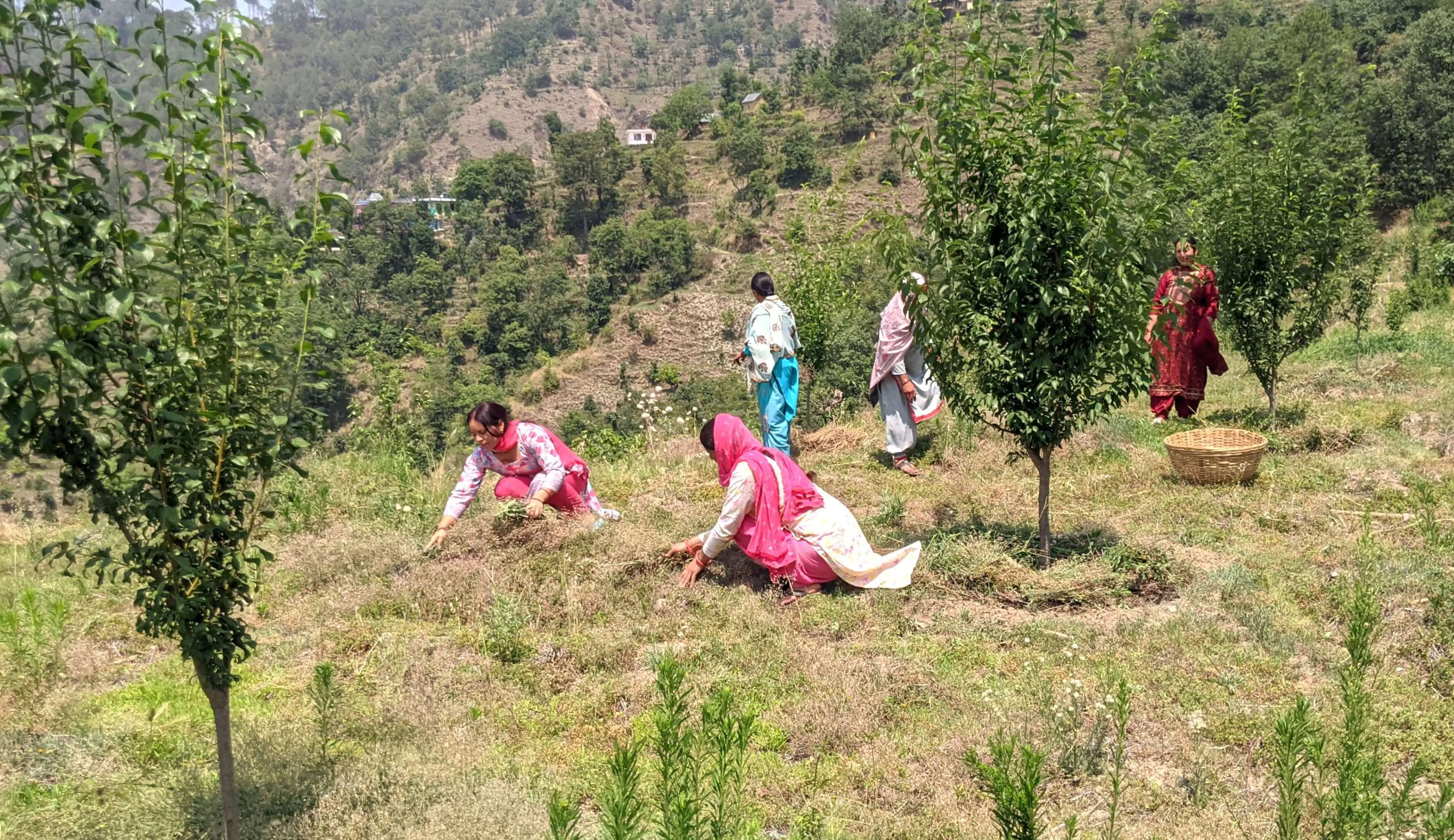 महाराष्ट्र की मंडियों में पहुंचा बल्ह व सुंदर नगर का प्लम, एचपी शिवा परियोजना ने दिलाई नई पहचान