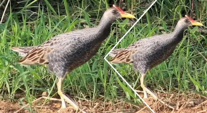 वर्ष भर सुरक्षित स्थान में छुपकर रहने वाला वाटरकाक-कपकपिय पक्षी दिखा