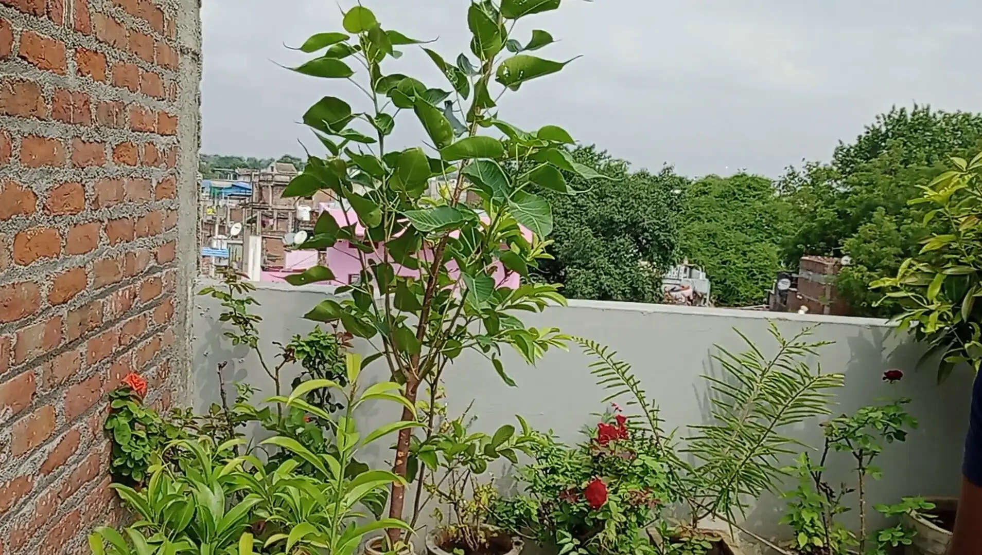 अशोकनगर: पर्यावरण संरक्षण की अनूठी मिसाल, पर्यावरण प्रेमी ने घर की छत को बनाया रीसाइक्लिंग और ब्रीडिंग सेंटर